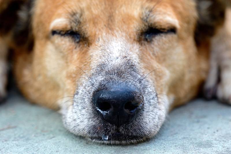 close up of a sick and sleeping dog with runny nose