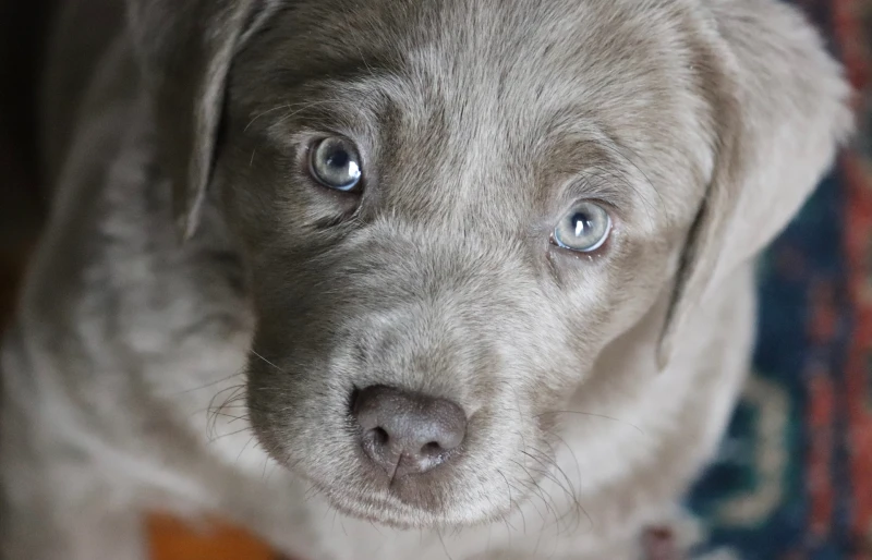 close up of a silver labrador puppy dog