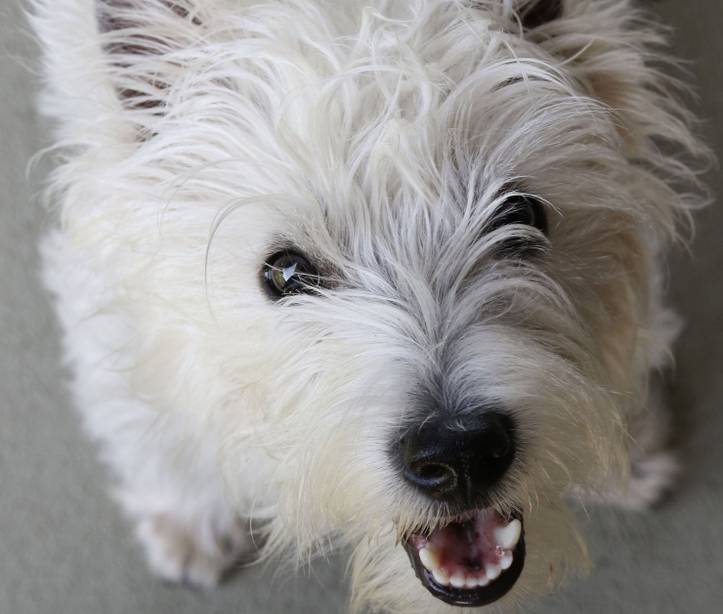 close up of a westie barking