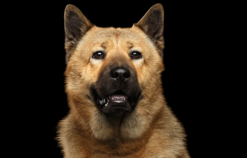 close up of an akita inu chow chow mixed breed dog