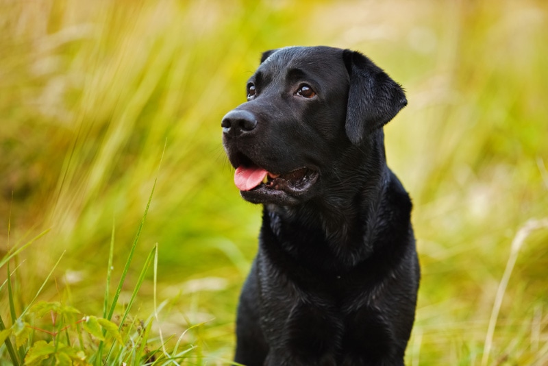 close up of black labrador retriever dog