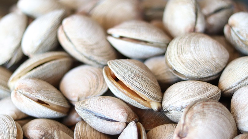 close up of clams