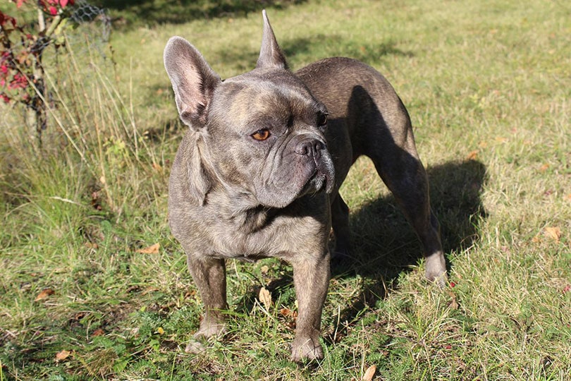 close up of french bulldog standing on grass