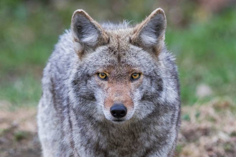 close up of male coyote dog outdoors