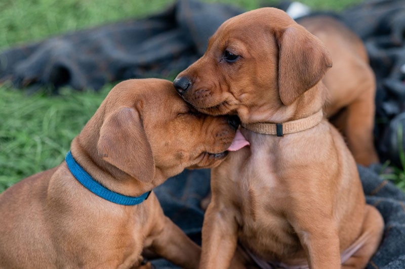 close up of two rhodesian ridgeback puppies licking each other