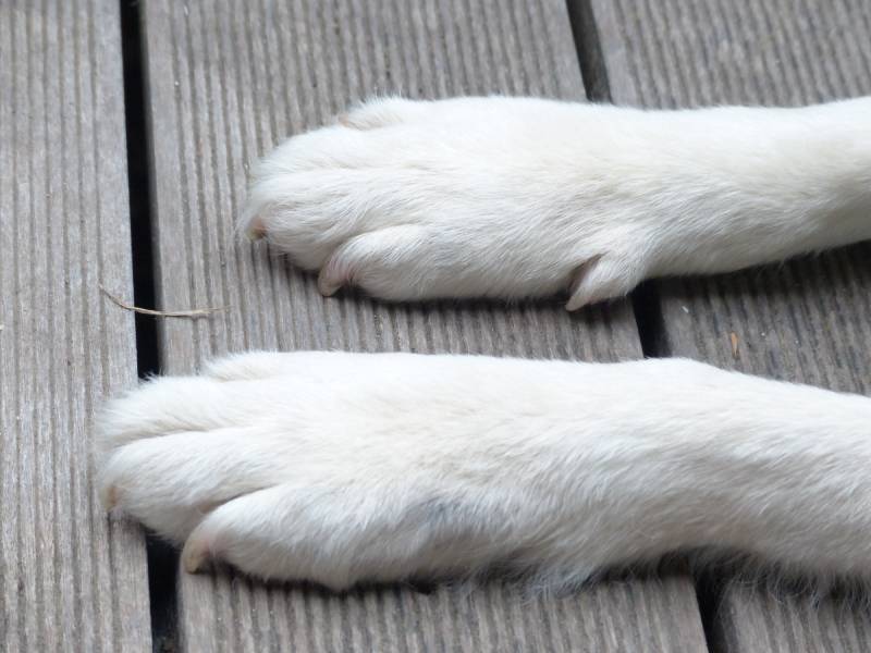 close up of white dog paws