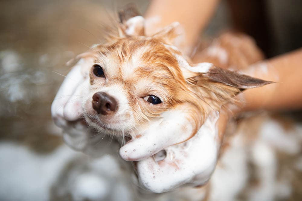 close up person bathing a chihuahua