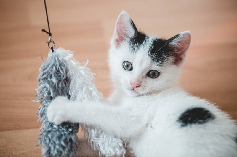 close up photo of a kitten playing with a wand toy