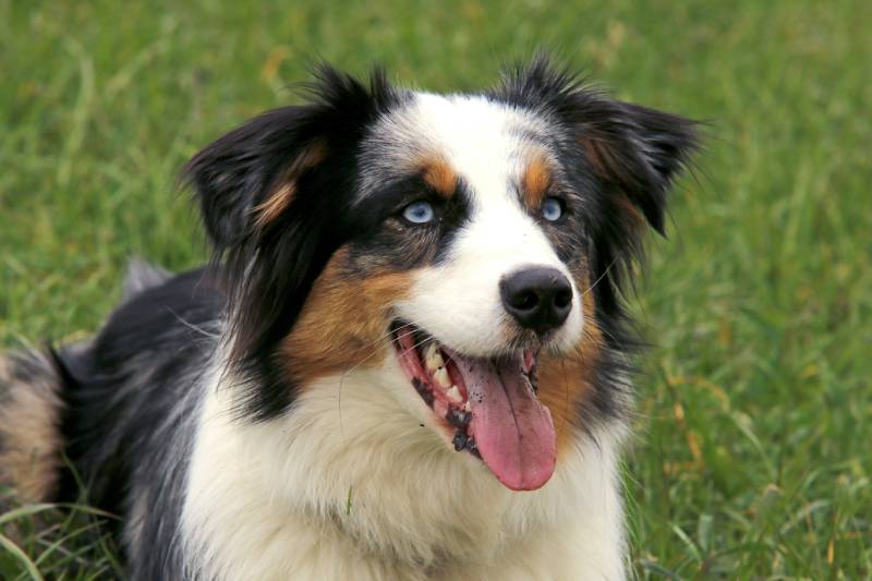 close up photo of australian shepherd dog in the grassfield