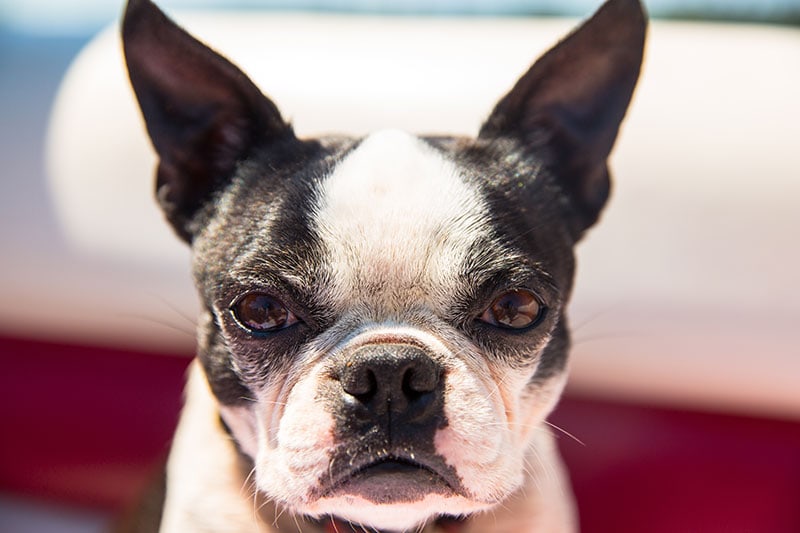 close up portrait of an angry boston terrier dog