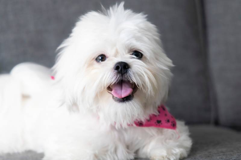 White Shih Tzu: Facts, Origin & History (With Pictures) – Dogster
