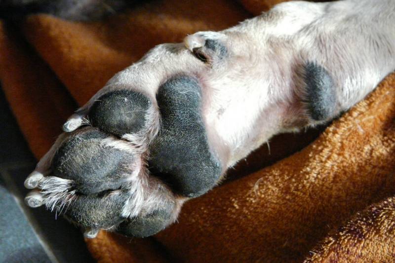 close up image of dog paw