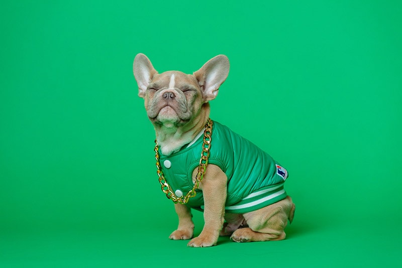 closed eyes fawn french bully wearing green vest and gold chain necklace