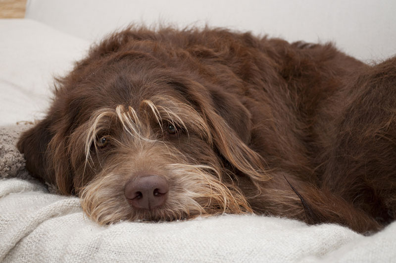 closeup of a brown labradoodle dog lying on a bed