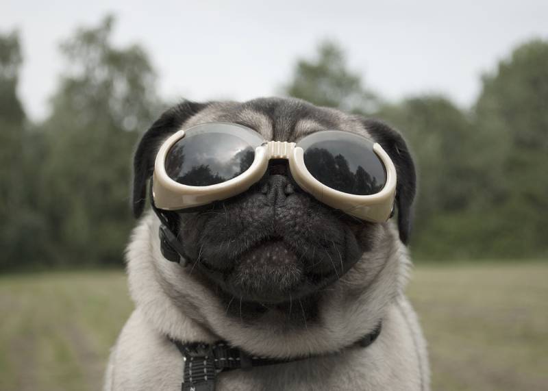 closeup of funny pug puppy wearing dog goggles to protect eyes
