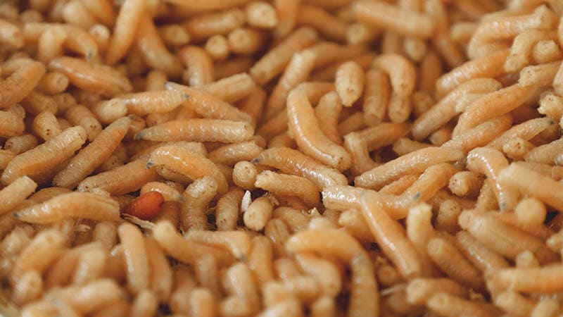 closeup of maggots
