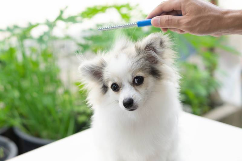 closeup of pomeranian dog with owner brushing its hair