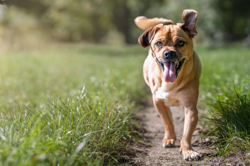 closeup shot of an Austrian Pinscher dog running in the forest