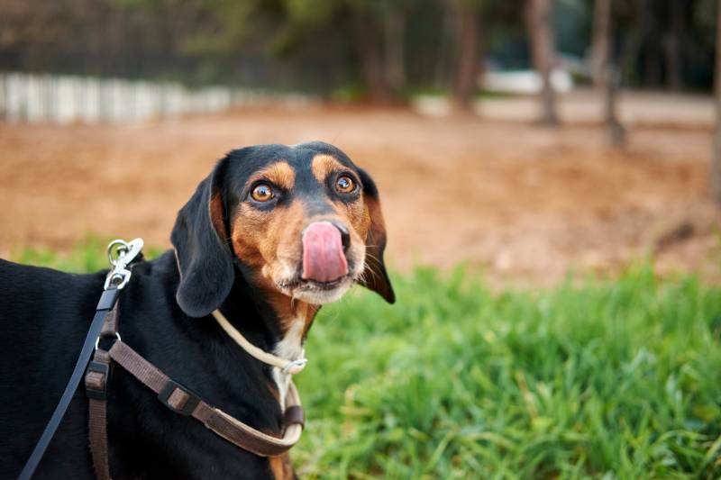 closeup shot of an Austrian black and tan hound dog showing its tongue