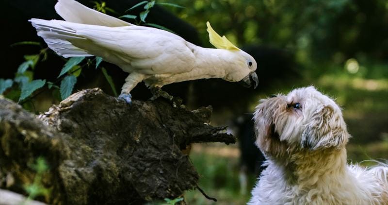 cockatoo kissing a dog