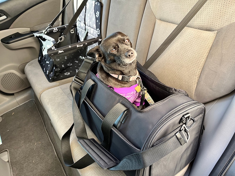 coco sitting comfortably in away's pet carrier