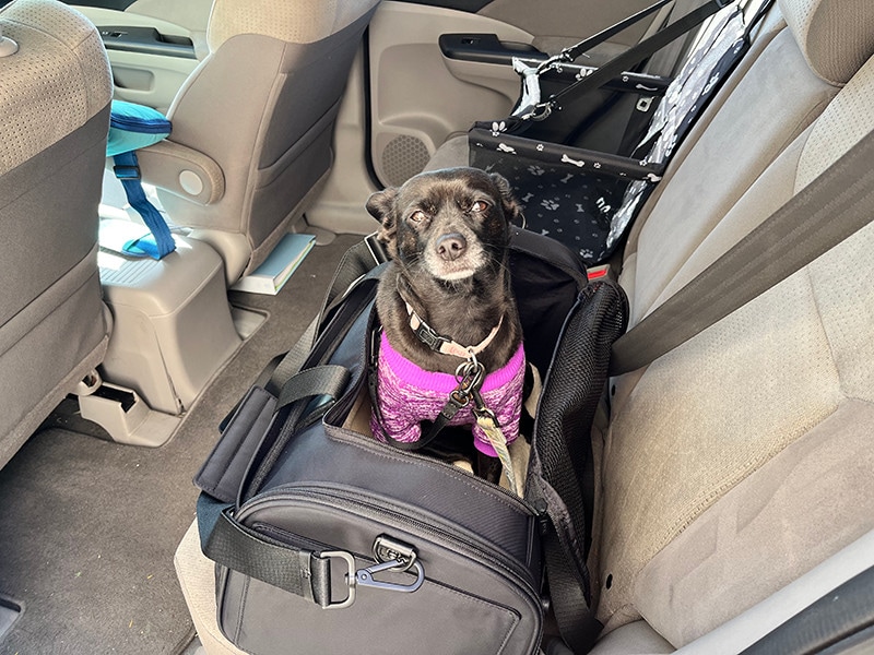 coco sitting in away's pet carrier at the backsear of the car