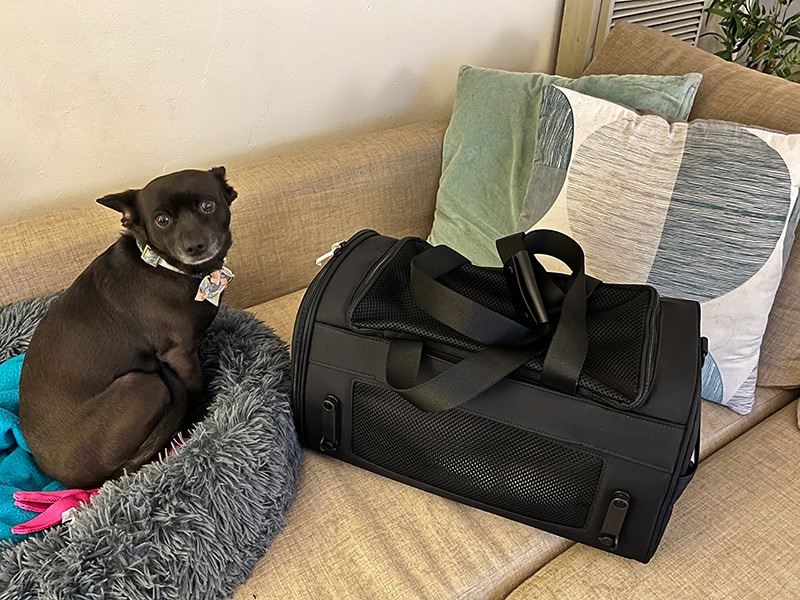 coco sitting on a dog bed beside away's pet carrier