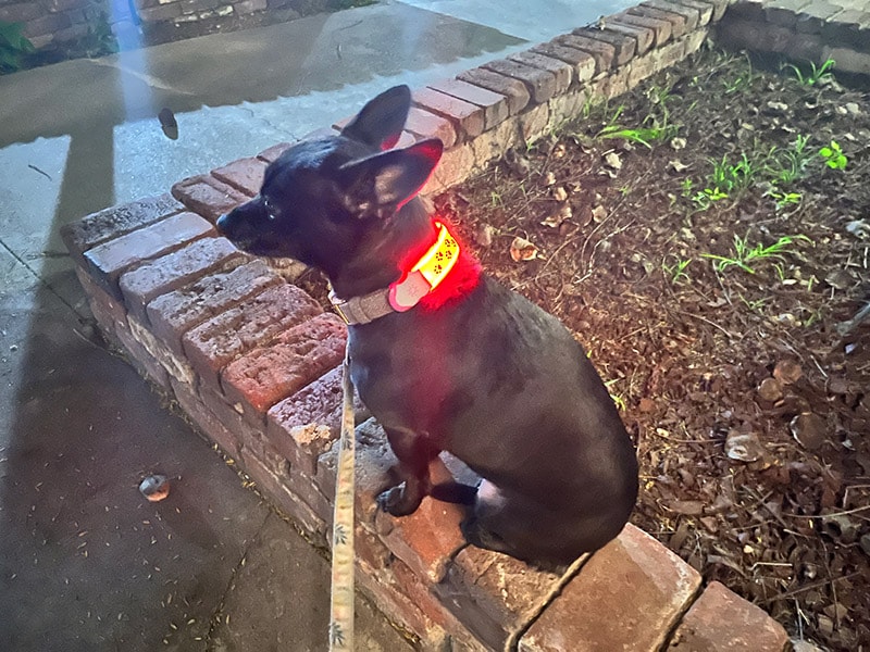 coco wearing the nitedog led collar cover outdoor