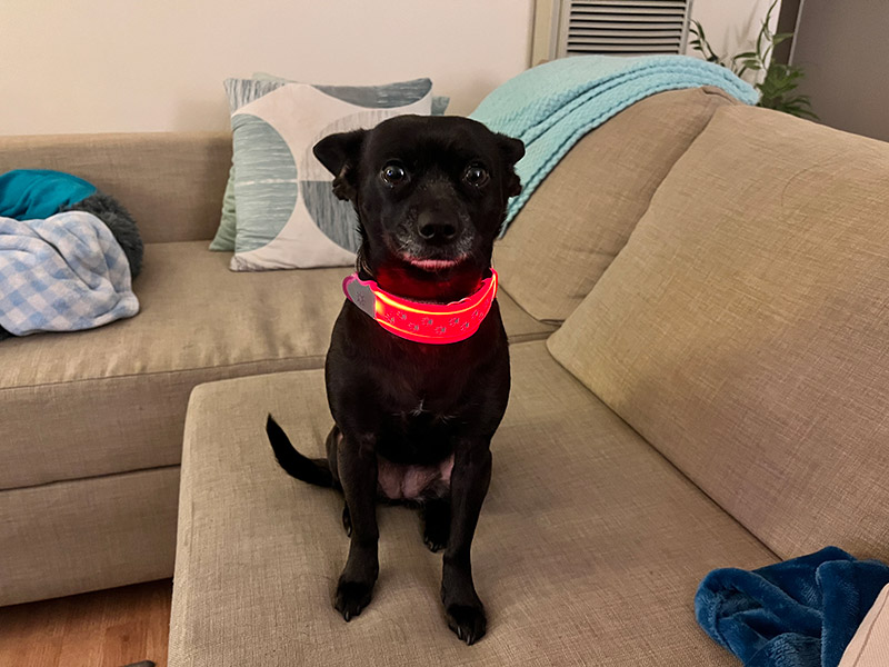coco wearing the nitedog led collar cover