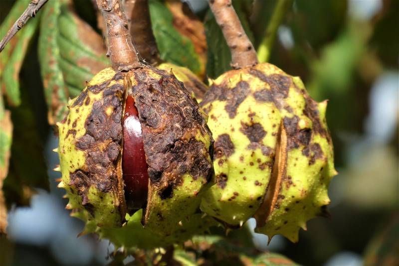 conkers or horse chestnuts