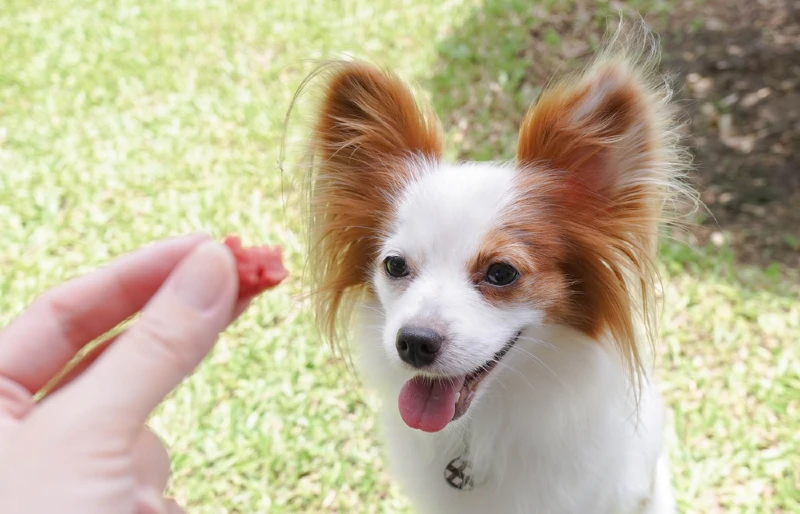 continental toy spaniel papillon looking up at a person's hand holding a dog treat