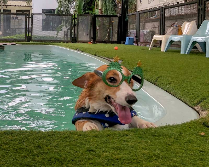 corgi dog exercising by swimming in the pool