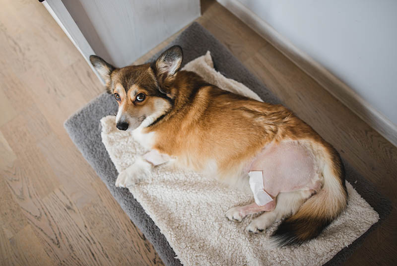 corgi dog resting on its bed for recovery