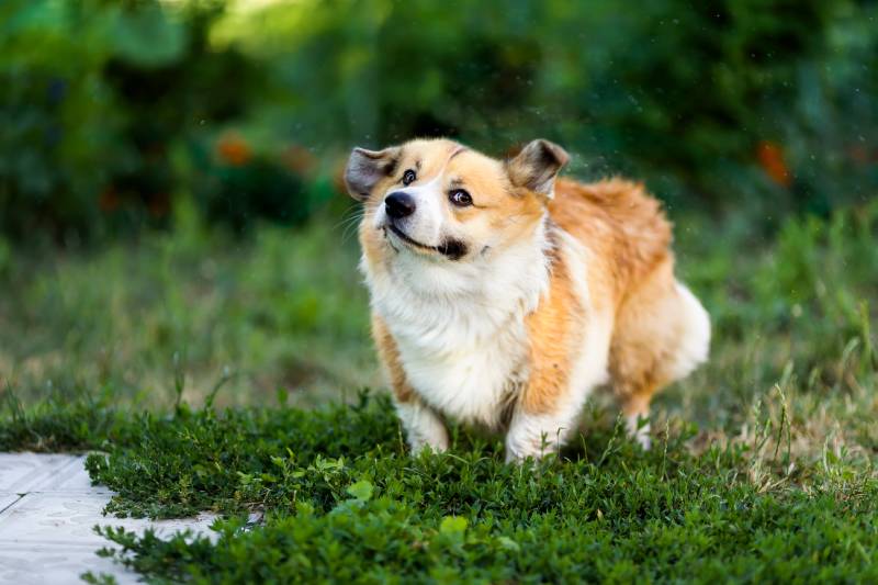 corgi dog shaking on grass