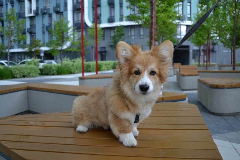 corgi puppy on wooden table