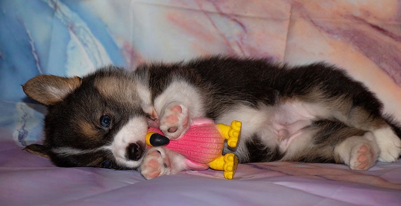 corgi puppy playing with a squeeky toy