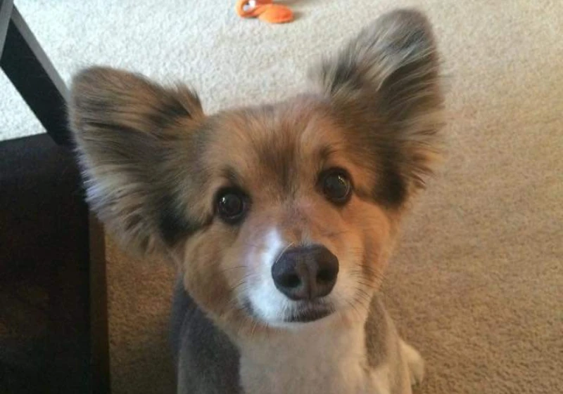 corgi with fluffy bat ears haircut