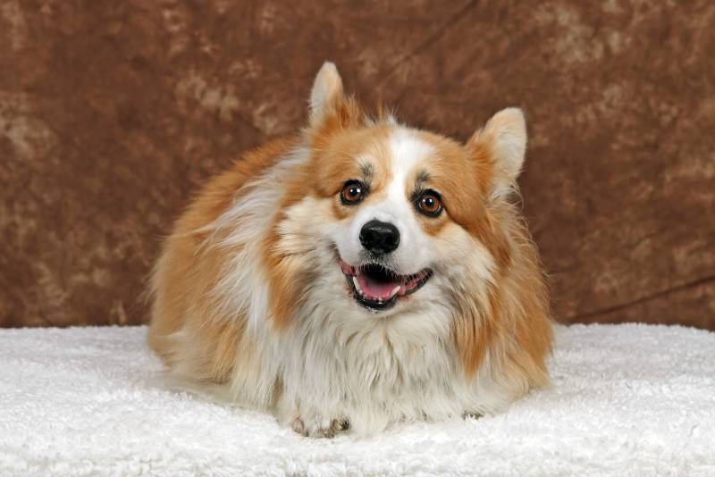 corkie dog on a white carpet
