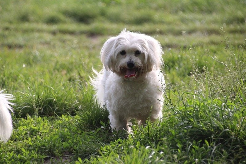 coton de tulear dog in meadow with tongue out