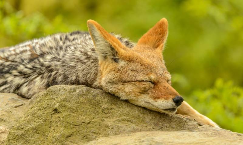 coyote dog portrait sleeping on a rock in zoo