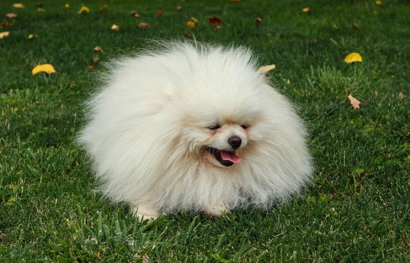 cream colored pomeranian dog lying on grass