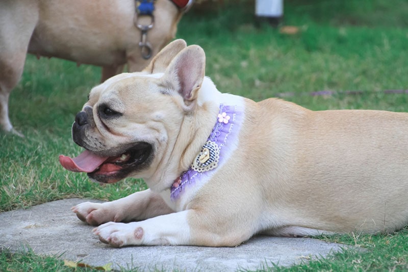 cream french bulldog lying at the park