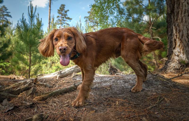 curly cocker spaniel jack russell mix standing in the forest