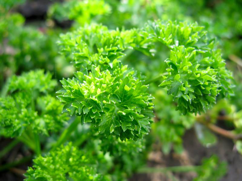 curly parsley on the ground close-up