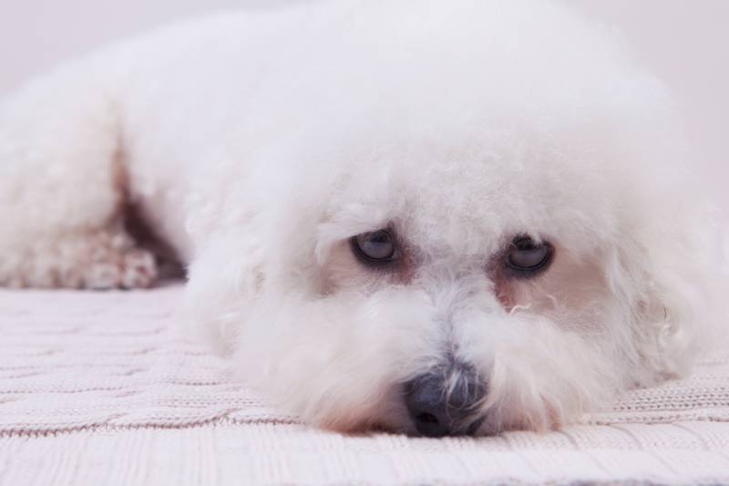 cute Bichon frise dog lying on a knitted fabric