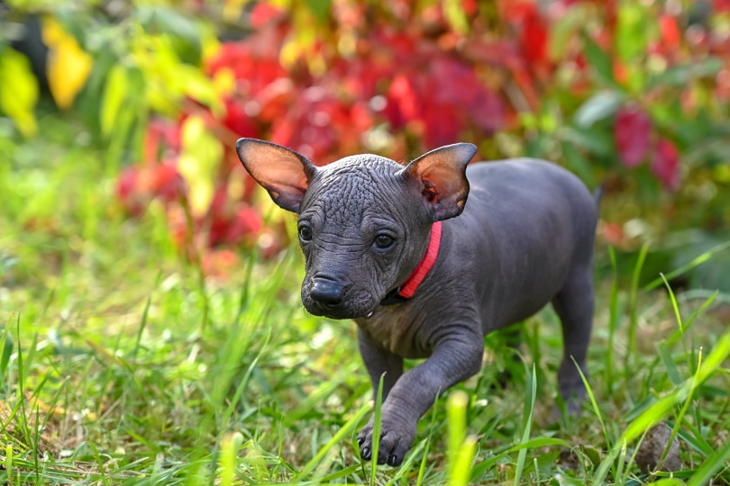 cute Xoloitzcuintle puppy