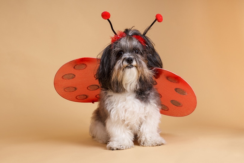 cute dog dressed up like a ladybug