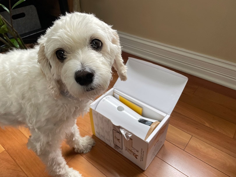 cute dog near furbo 360 dog camera in a box