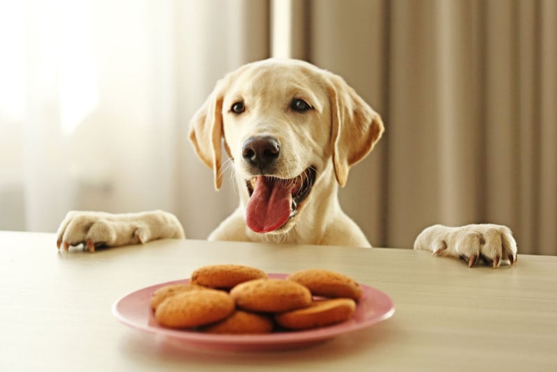 cute labrador dog and cookies against wooden table
