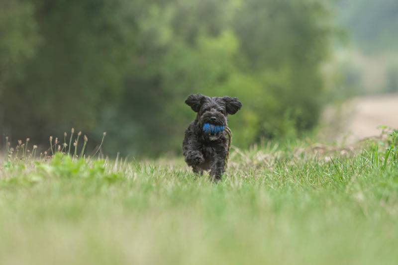 cute little yorkiepoo dog on a meadow in summer outdoors